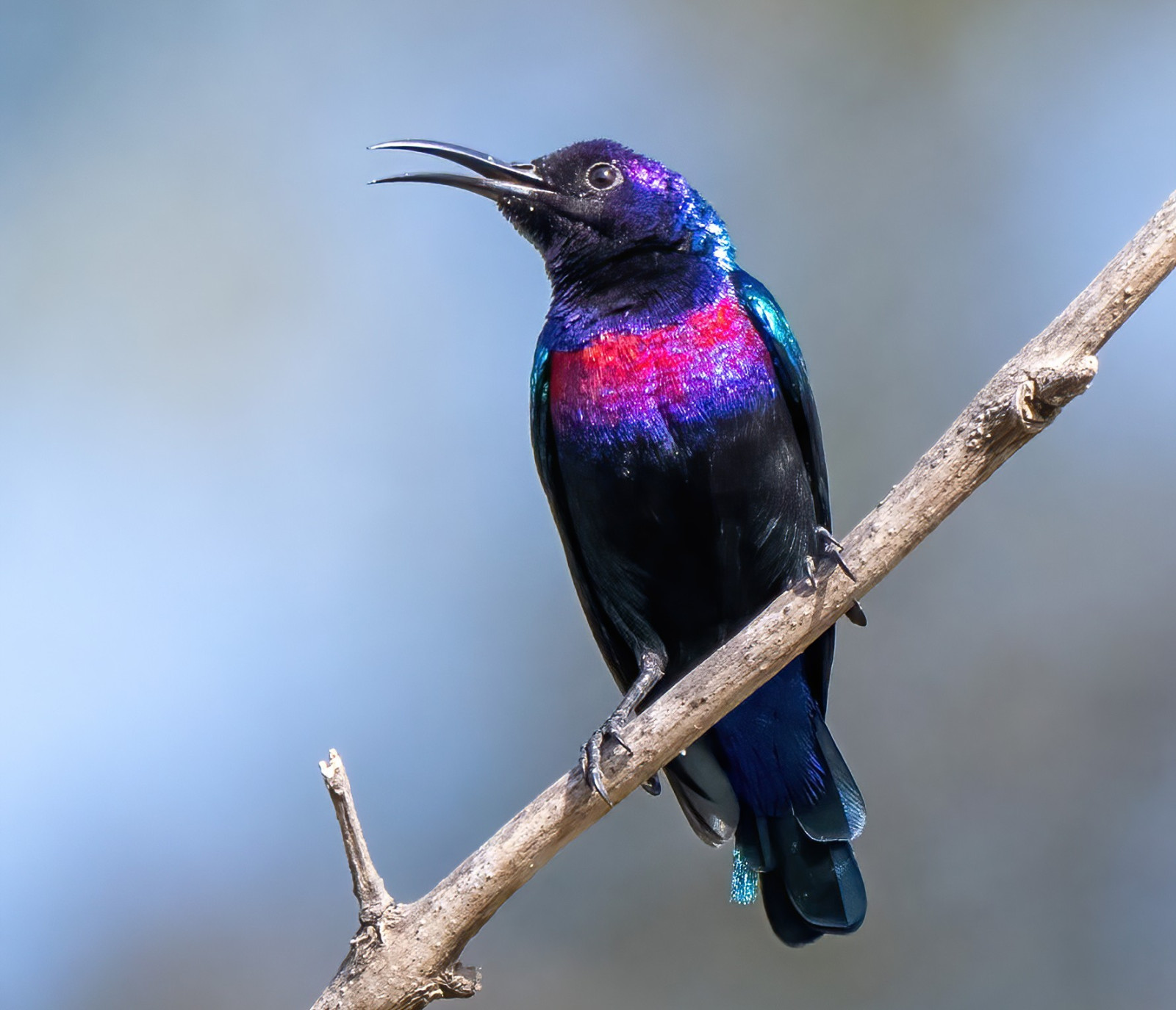 image Splendid Sunbird